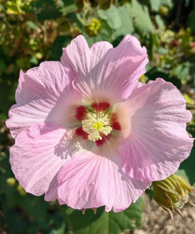 秋天什么花开花是香的 秋天什么花开花是香的