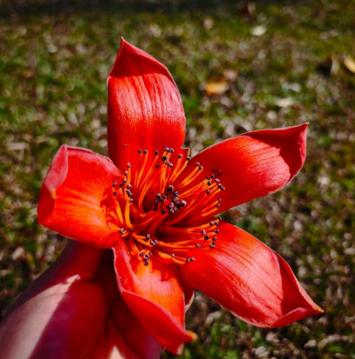 木棉花都有什么品种 木棉花都有什么品种