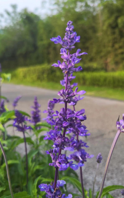 能代表冷漠的花有哪些花 能代表冷漠的花有哪些花