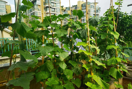 丝瓜花盆怎么种植 丝瓜花盆怎么种植