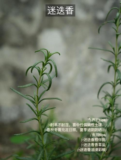 香包草怎么种植 香包草怎么种植