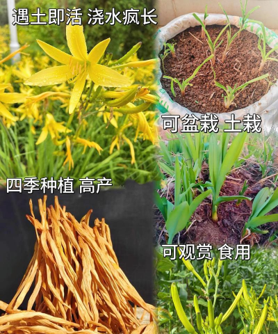 菜根怎么从新种植 菜根怎么从新种植