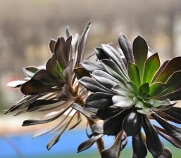 法师叶子黑是什么原因 法师叶子黑是什么原因