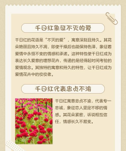 千日红代表什么 千日红代表什么