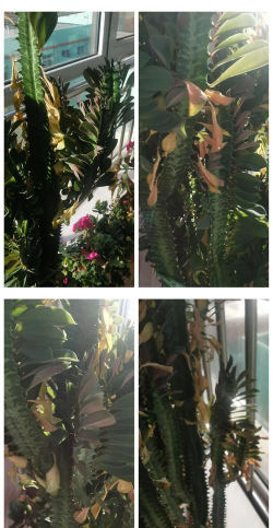 龙骨花落叶是什么原因 龙骨花落叶是什么原因