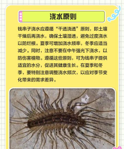 钱串子幼苗怎么种植 钱串子幼苗怎么种植