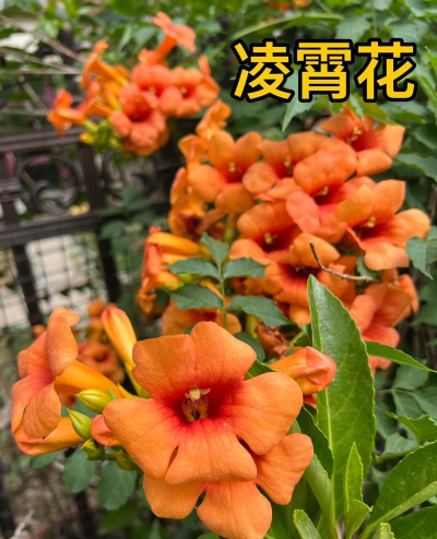 凌霄花为什么黄叶子 凌霄花为什么黄叶子