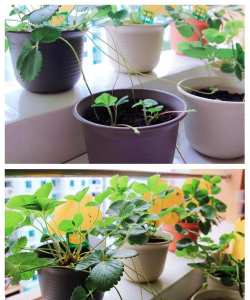 怎么种植草莓幼苗 怎么种植草莓幼苗