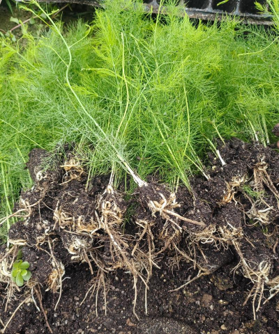 芦笋应该怎么种植 芦笋应该怎么种植