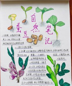 蚕豆怎么种植的 蚕豆怎么种植的