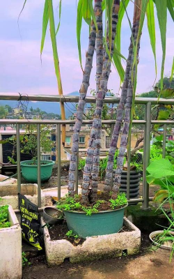 花盆怎么种植甘蔗 花盆怎么种植甘蔗