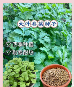 屋内怎么种植香菜 屋内怎么种植香菜
