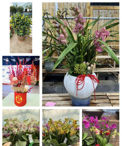 北方种的花类有哪些花 北方种的花类有哪些花