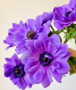 银莲花什么时候种最好 银莲花什么时候种最好