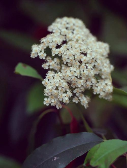 石楠是什么地方的市花 石楠是什么地方的市花