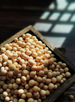 豆的种子长什么样 豆的种子长什么样