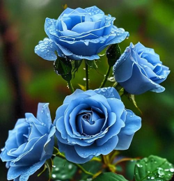蓝色的花有哪些月季花 蓝色的花有哪些月季花