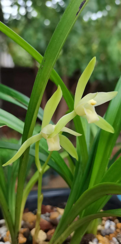 家庭最适合养什么兰花 家庭最适合养什么兰花