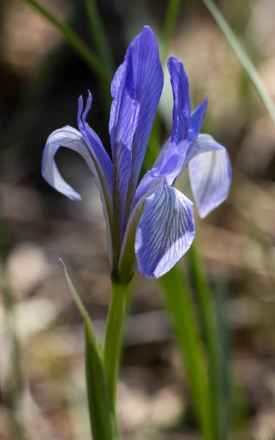 马兰花长得什么样 马兰花长得什么样