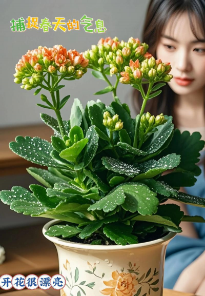 不怕热的长寿花有哪些花 不怕热的长寿花有哪些花