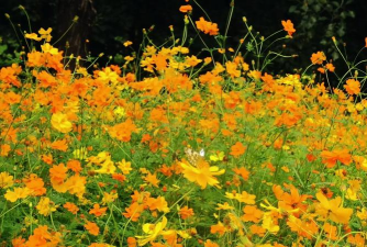 秋天还有什么花是开花的 秋天还有什么花是开花的