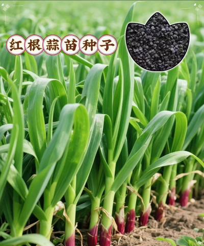 怎么种植红蒜苗 怎么种植红蒜苗