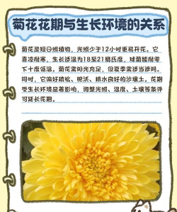 菊花什么时候开最漂亮 菊花什么时候开最漂亮