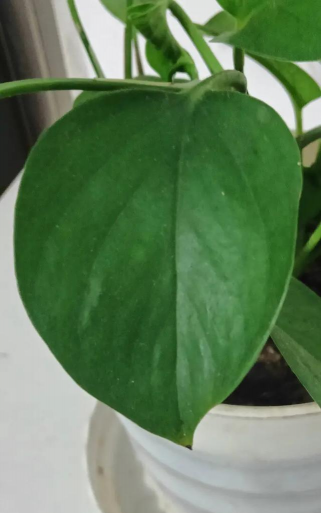 绿萝的叶片喷什么最好 绿萝的叶片喷什么最好