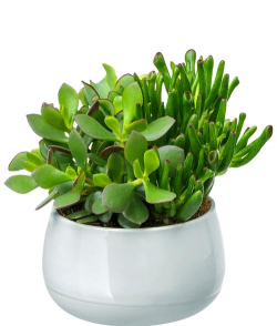 多肉适合在什么环境养 多肉适合在什么环境养