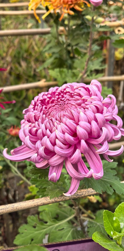 秋天会开的花有什么 秋天会开的花有什么