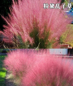 什么东西是秋天的花 什么东西是秋天的花