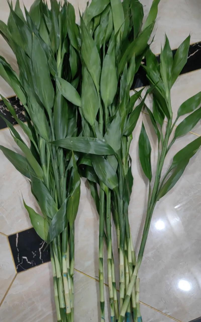 富贵竹为什么枯了 富贵竹为什么枯了