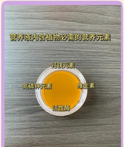 绿萝叶子黄了用什么肥 绿萝叶子黄了用什么肥