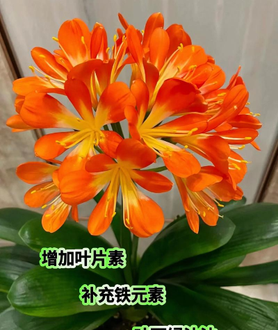 君子兰是用什么肥料 君子兰是用什么肥料