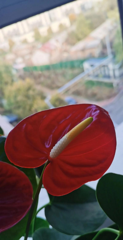 花烛是长什么样子的 花烛是长什么样子的