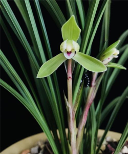 有凤字的花有哪些 有凤字的花有哪些