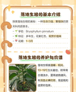 落地生根在什么季节开花 落地生根在什么季节开花