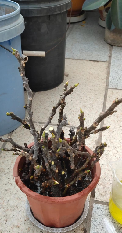 扦插无花果叶子为什么掉 扦插无花果叶子为什么掉