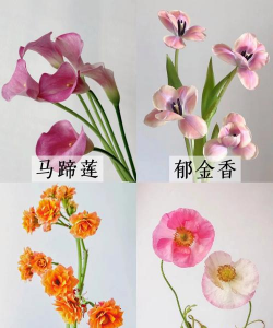 冬季的花有有哪些品种 冬季的花有有哪些品种