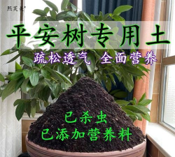 平安树土壤需要什么土 平安树土壤需要什么土