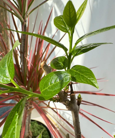 梅花的叶片是什么样子 梅花的叶片是什么样子