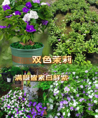 什么时候插双色茉莉 什么时候插双色茉莉