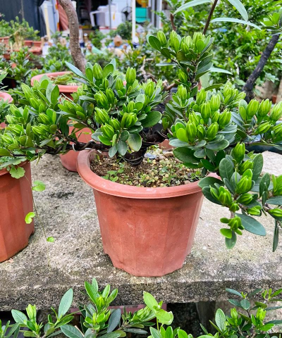 调土地酸碱度用什么 调土地酸碱度用什么