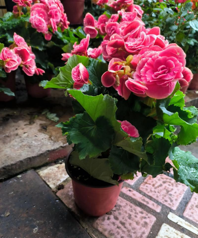 家里养什么海棠花好 家里养什么海棠花好