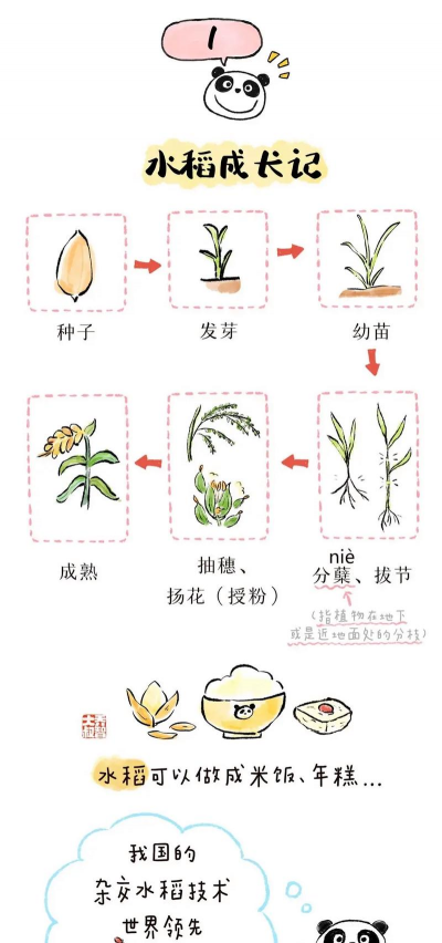 粮食怎么种植的 粮食怎么种植的