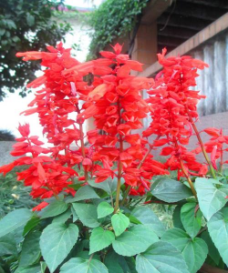 什么花是一串紅 什么花是一串紅