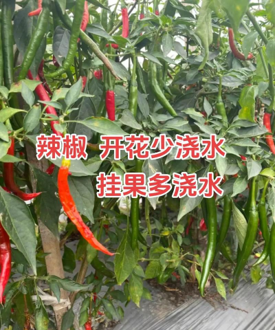 怎么水种植菜 怎么水种植菜