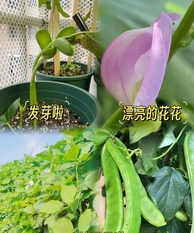怎么种植刀子豆 怎么种植刀子豆