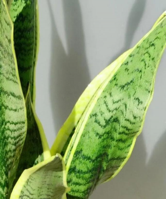 种虎皮兰需要注意什么 种虎皮兰需要注意什么