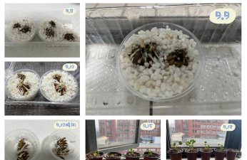 花毛茛花根什么样 花毛茛花根什么样